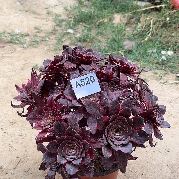 烟花多肉植物520