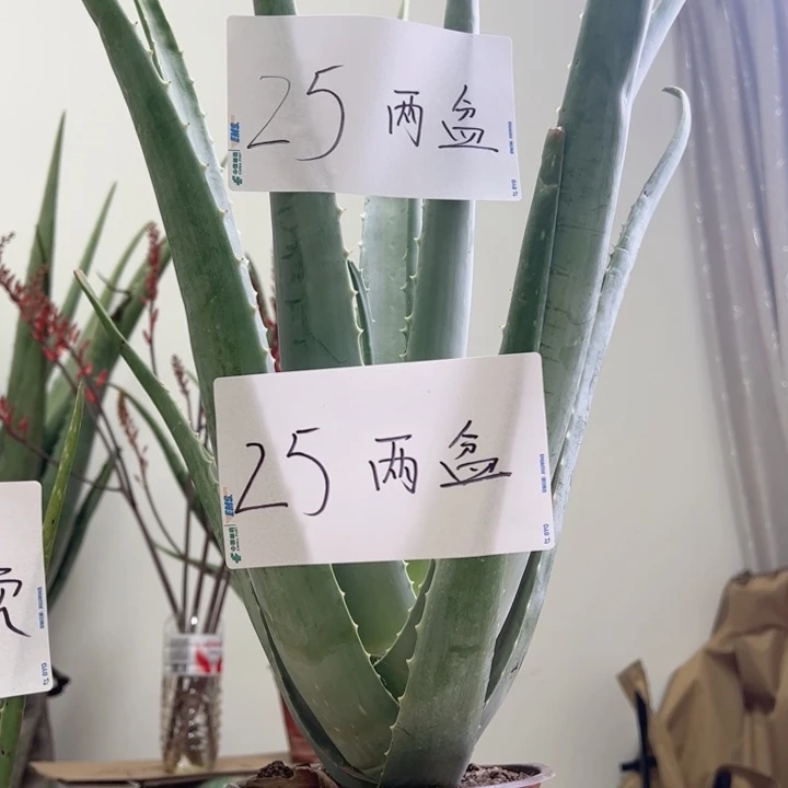 无花朵2盆盆栽，2袋肥料