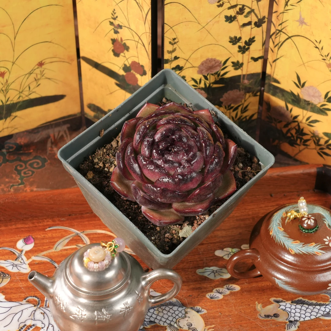 【从前慢甄选】血月宝石小号多肉  量拍链接