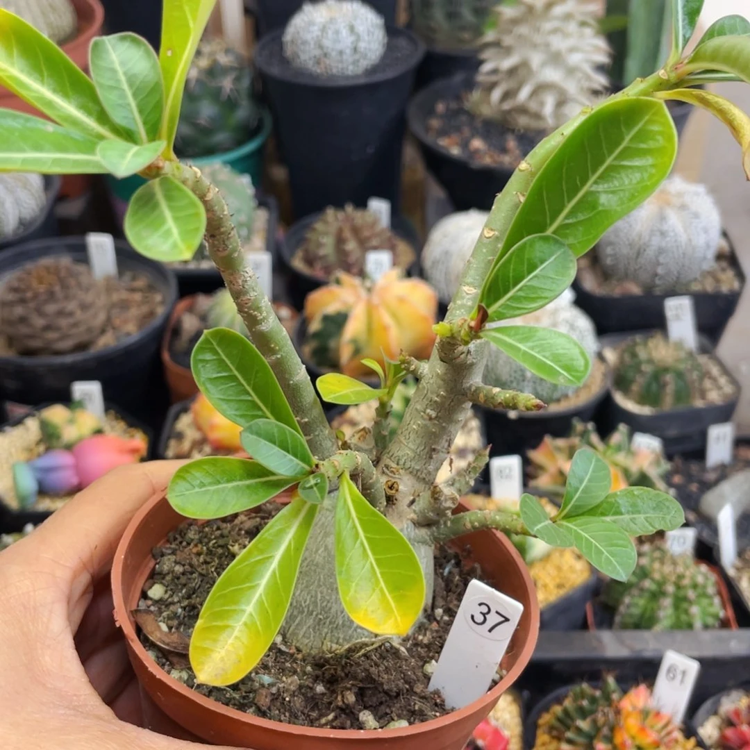 盆5公分满25包邮裸根发货