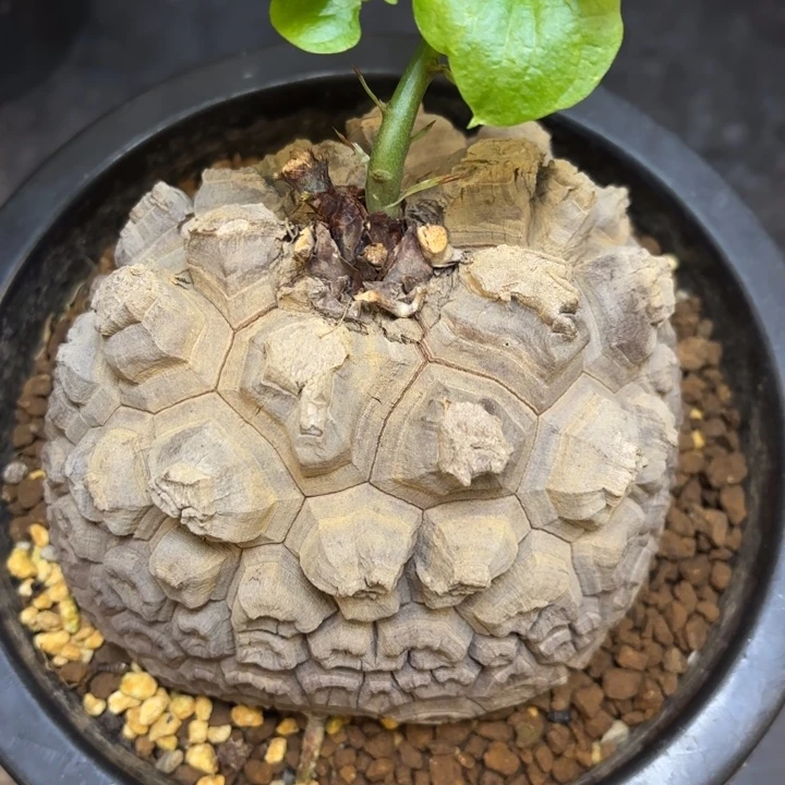 10号日系龟甲龙带盆包邮不退不换