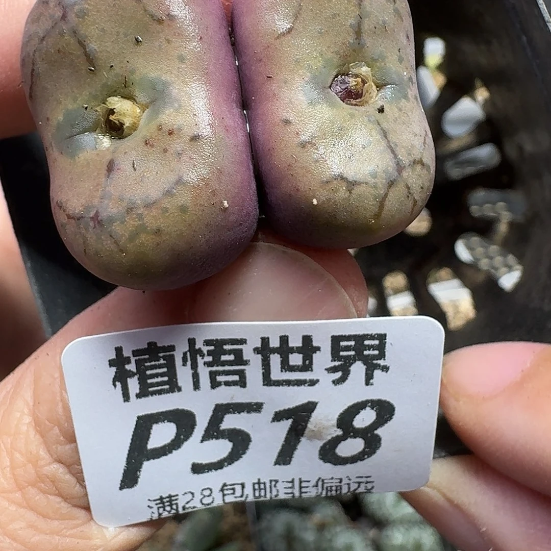 多肉W的人啊的润泽vhn