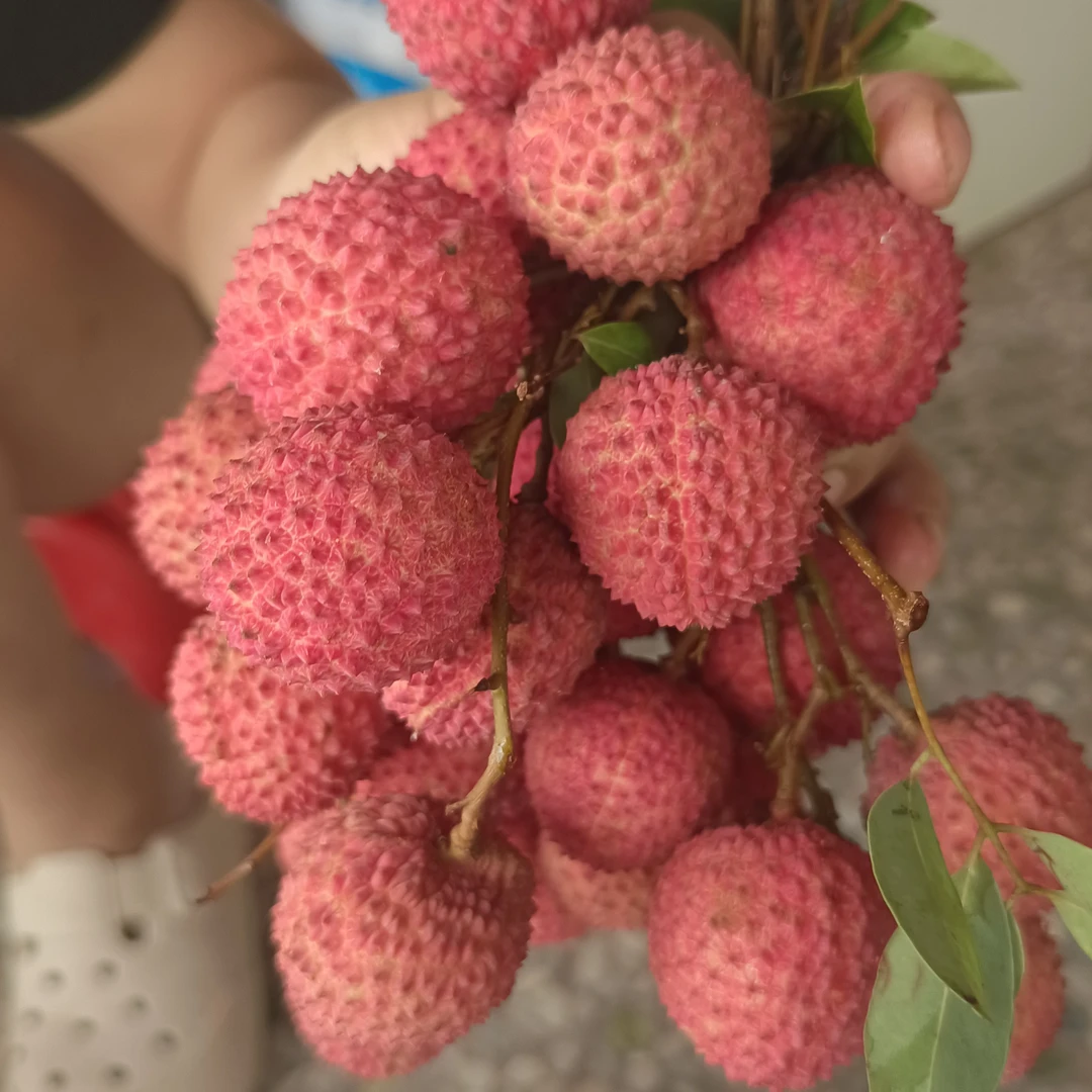 高州曹江现摘净果5斤桂味荔枝，当季新鲜爆汁水果(顺丰、EMS)冷运