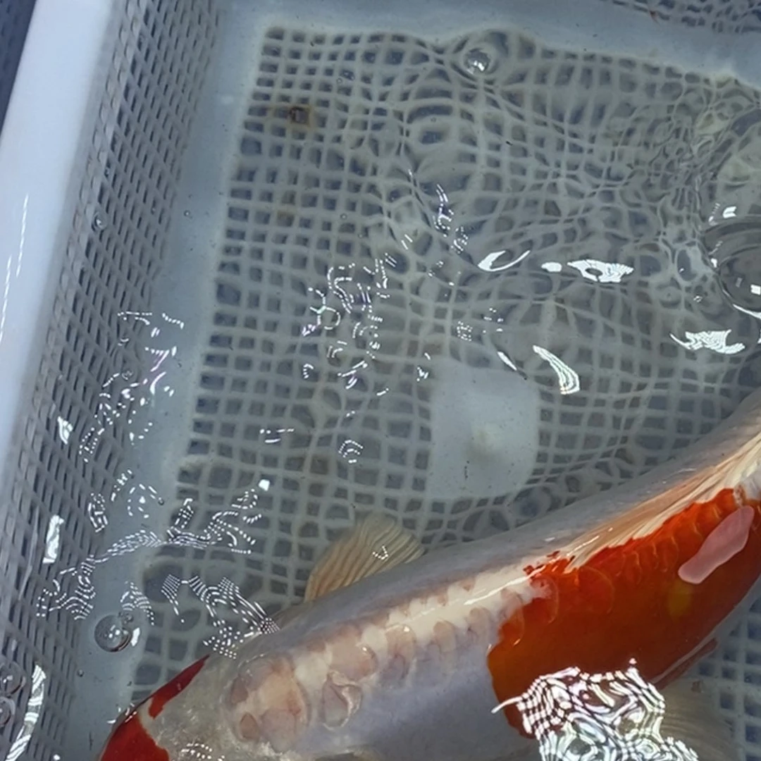 锦鲤冷水锦鲤包邮