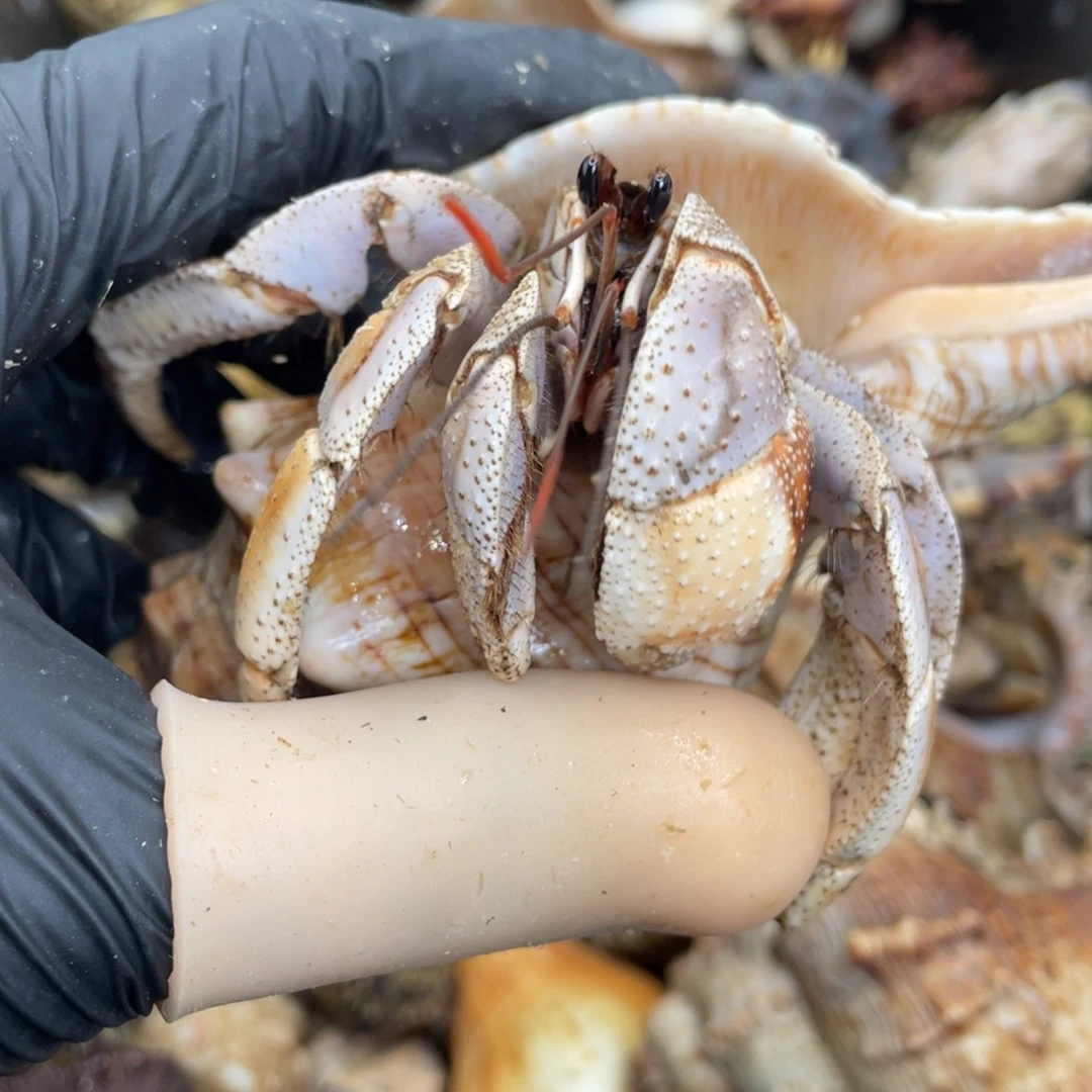 活体宠物不退不换57