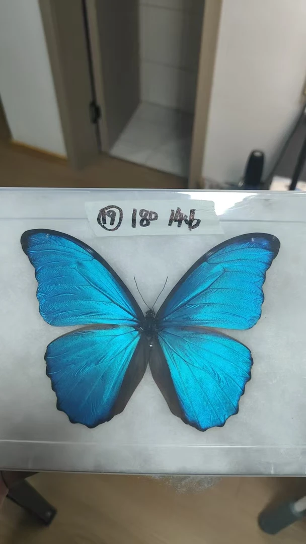 大蓝闪蝶蝴蝶标本定制相框