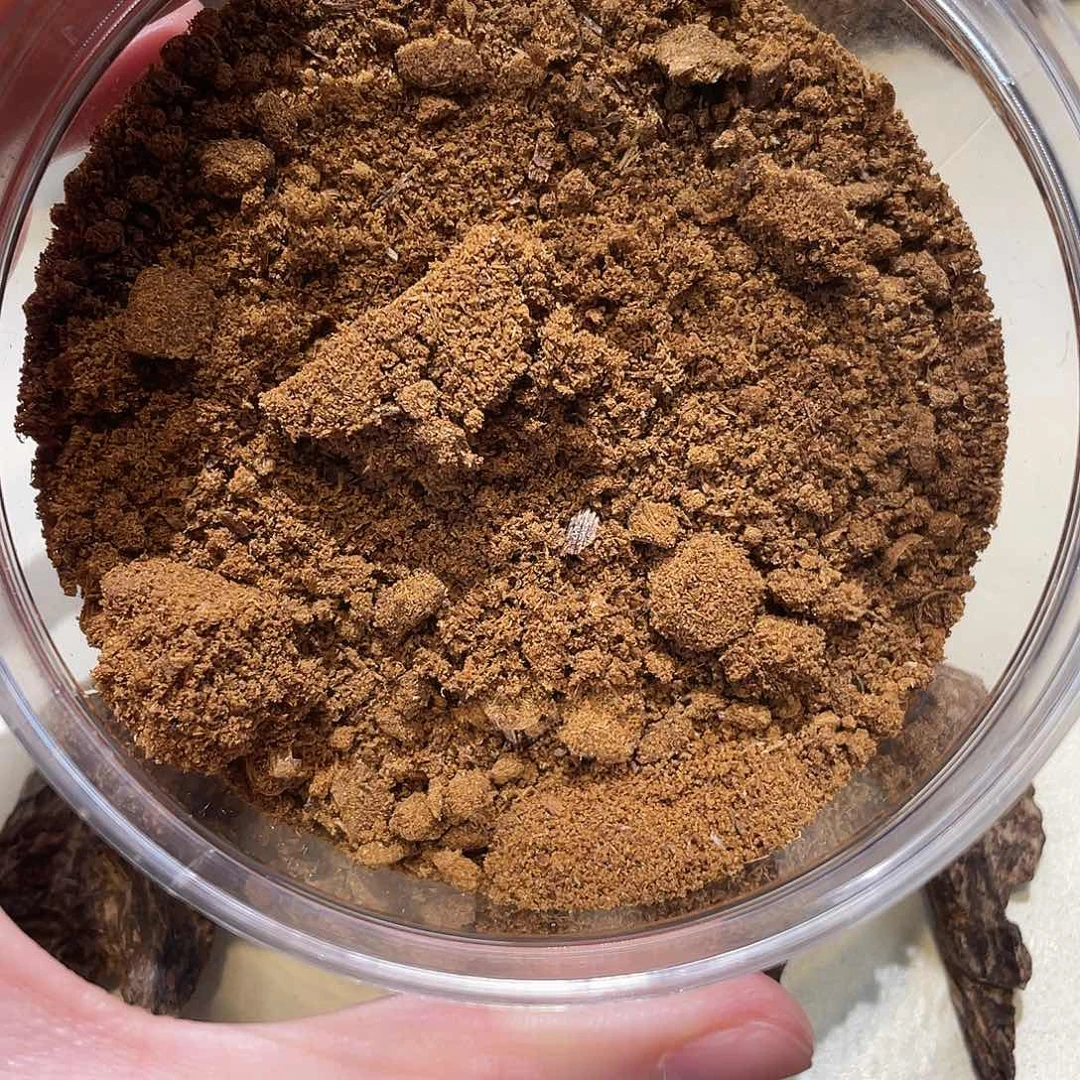 沉香沉香碎屑沉水芽庄白棋粉0.1g