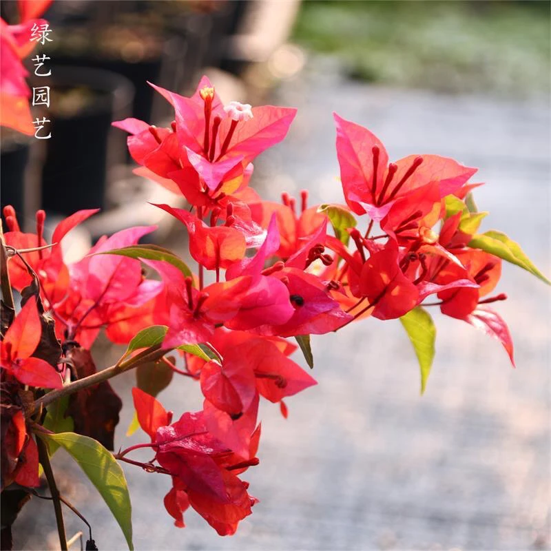 热火桑巴 原生袋苗