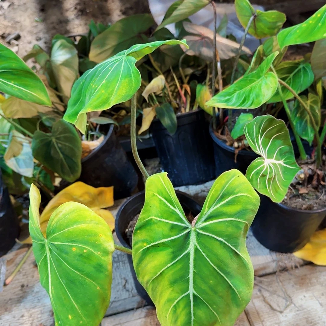 完全开放明脉蔓绿绒一棵无售后