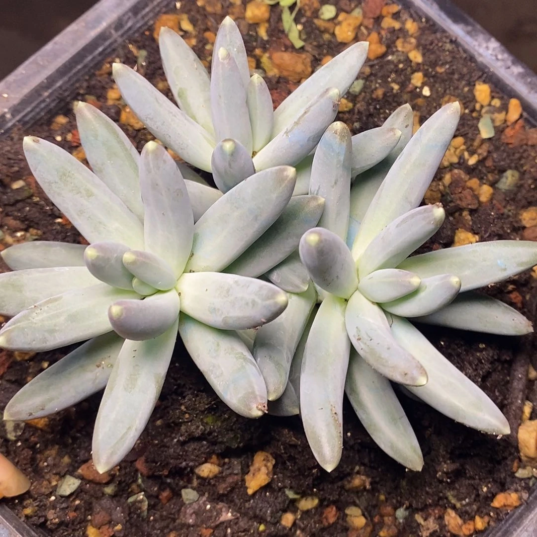 一物一拍，美人杂7号