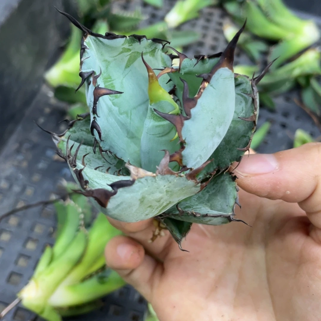 藍鯨突突突突888888