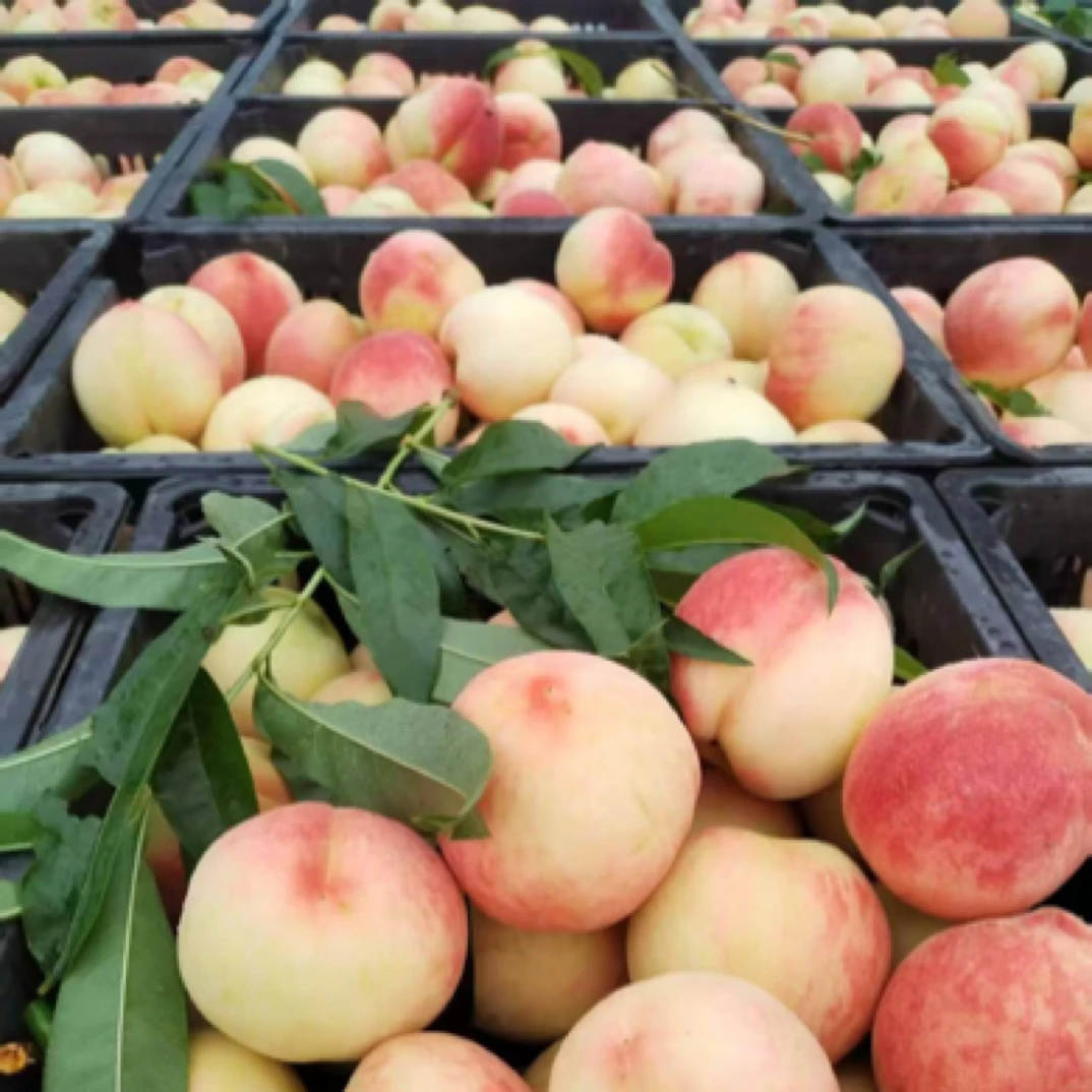 产地直发 现摘现发 水密桃蟠桃黄桃油桃江苏新沂无锡阳山