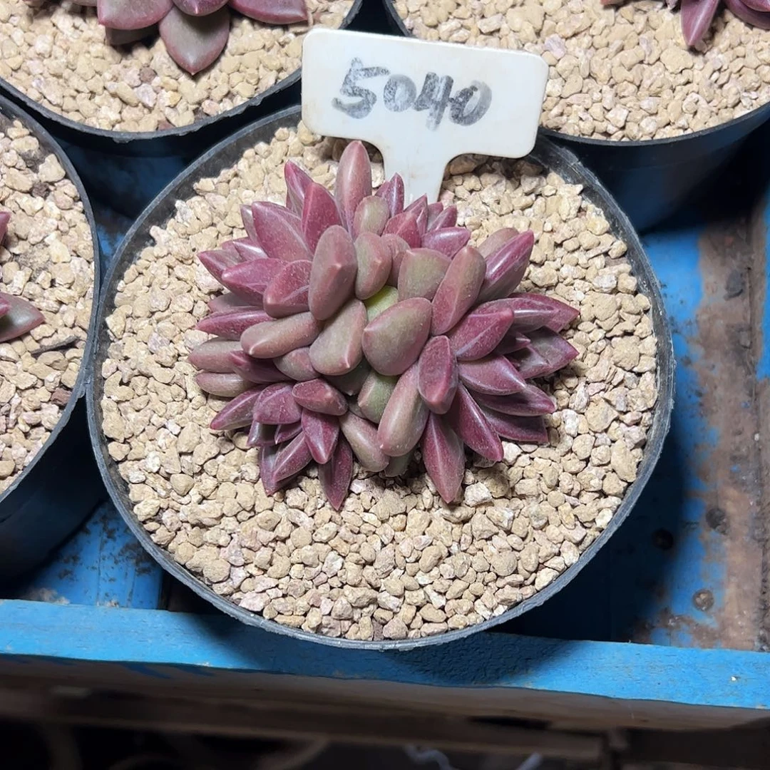 祖***朵迷雾泡泡群5040号一物一拍