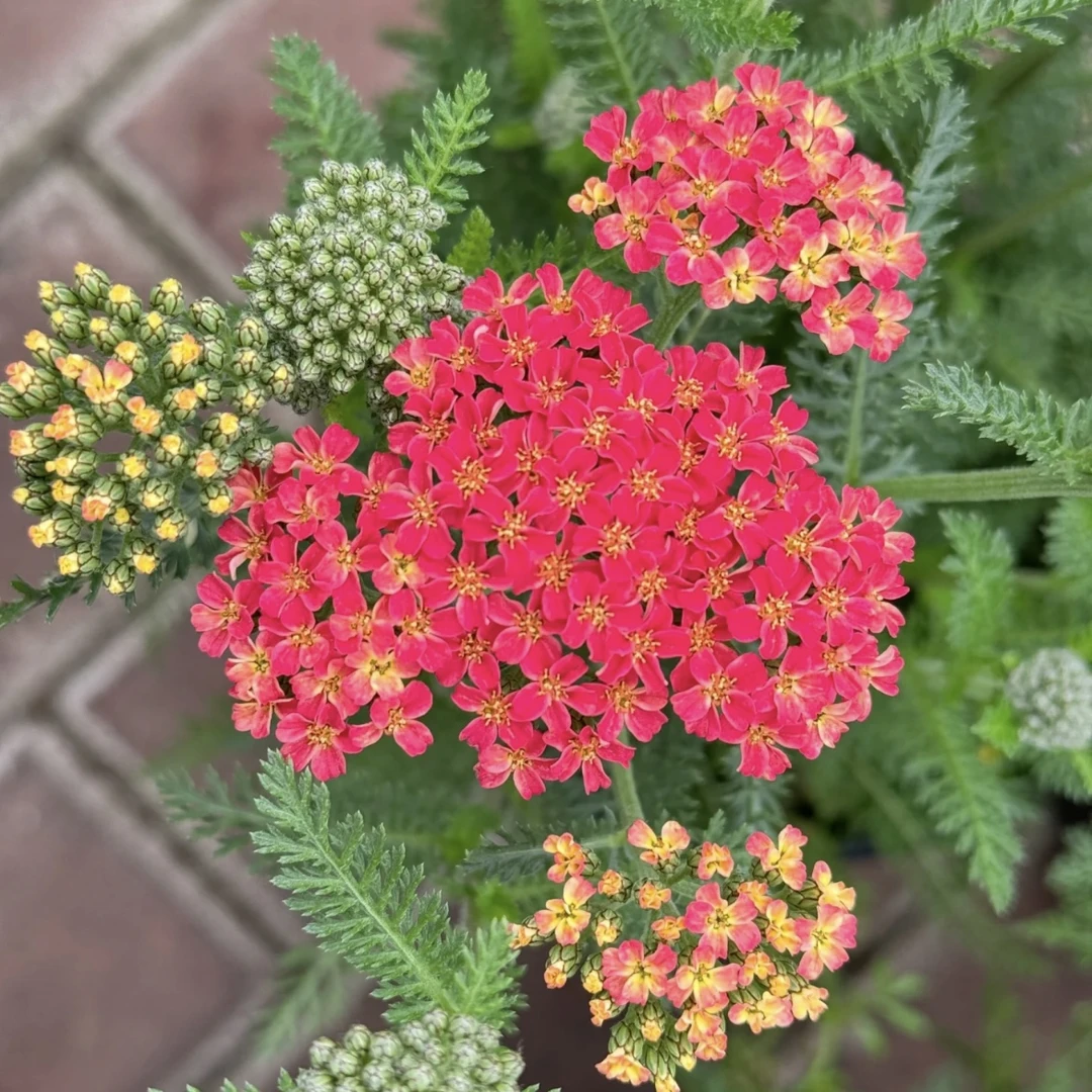 红色千叶蓍草盆栽多年生草本植物耐热抗寒庭院花境植物