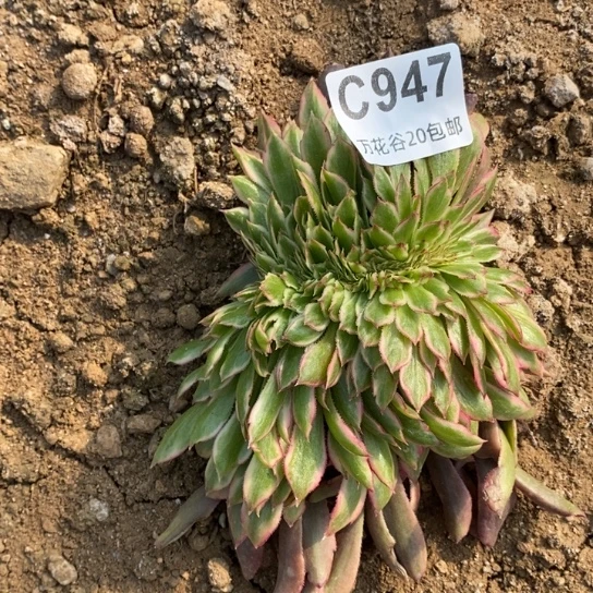 947粉黛缀多肉植物