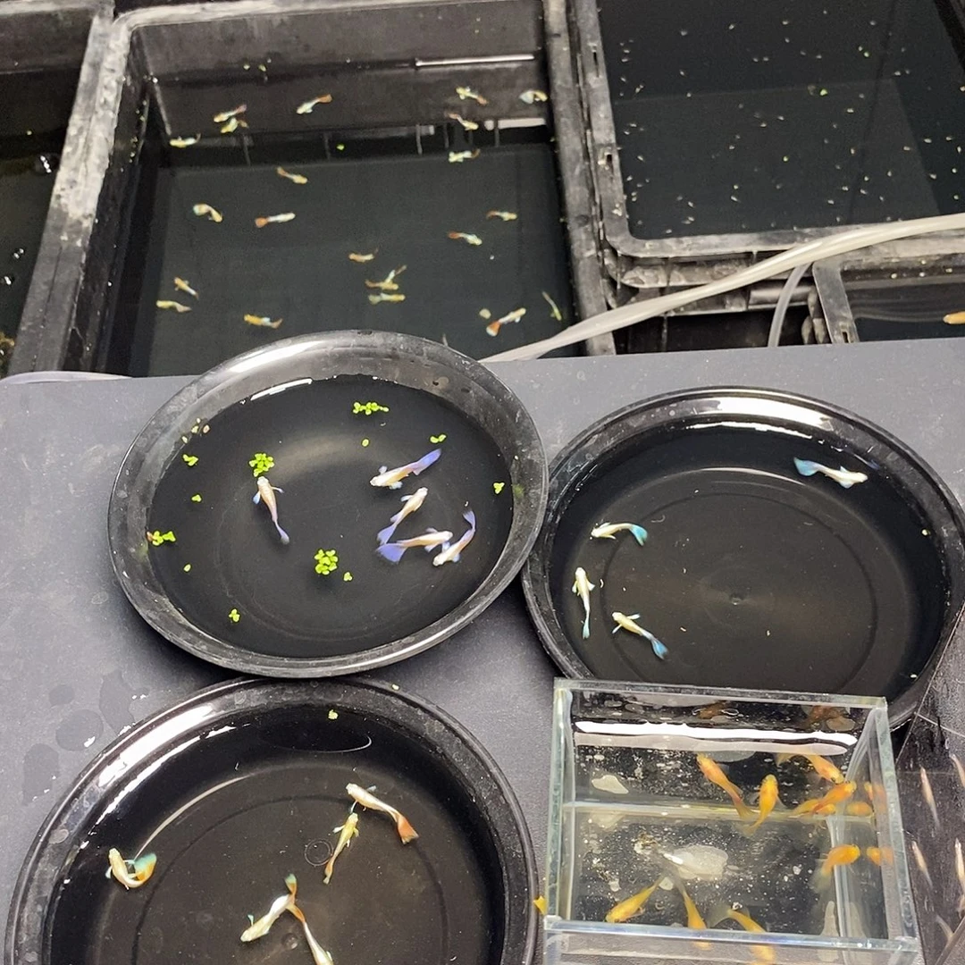 孔雀鱼蓝白紫白亚成各一对