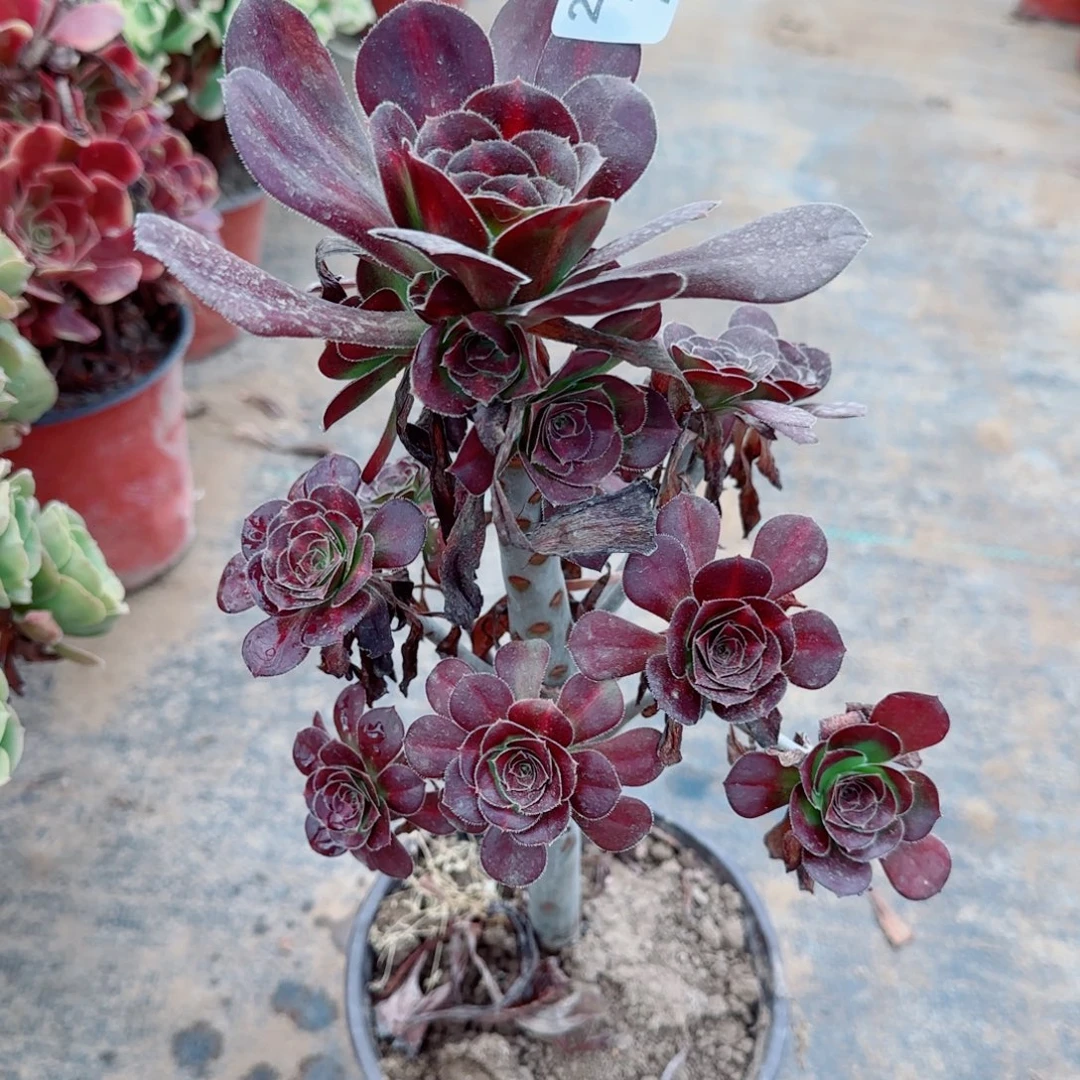 晚霞203满20包邮断枝不包