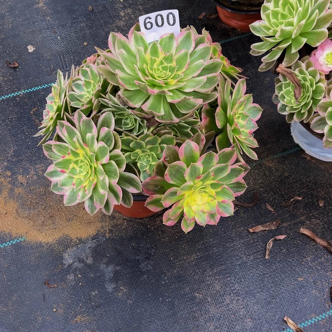 萍*海王一物一拍600
