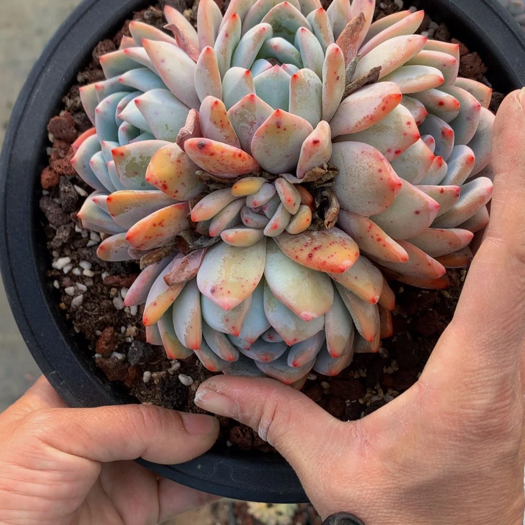 21425多头一哥们嗯