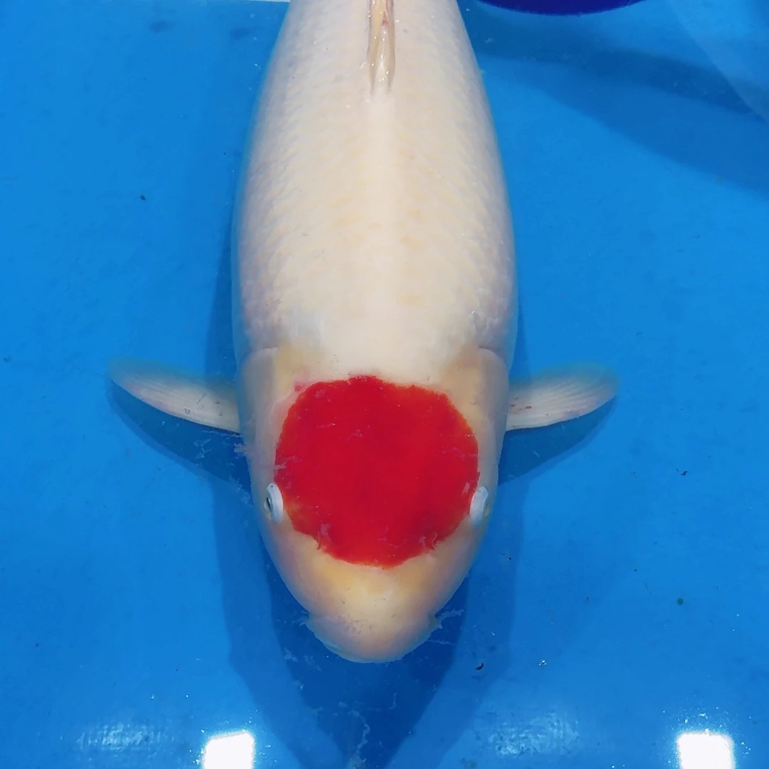 海水鱼佛山兴隆锦鲤