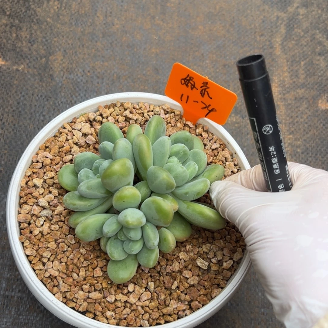 1124111111111111111111