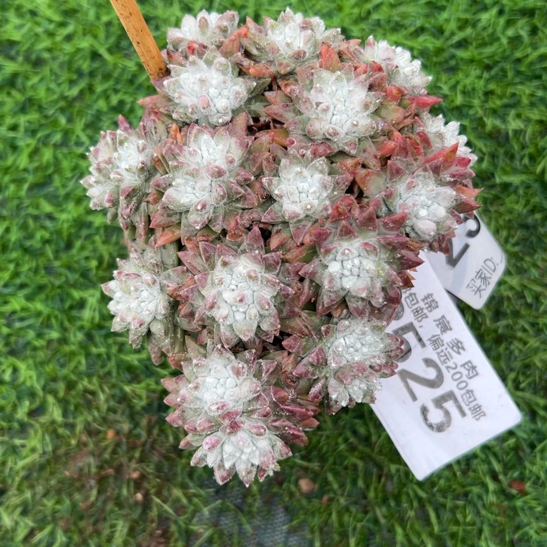 大脸白菊～一物一拍2525