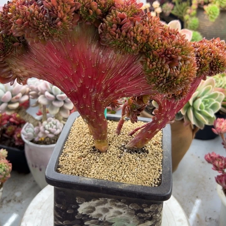 只****赵糖果多肉植物002