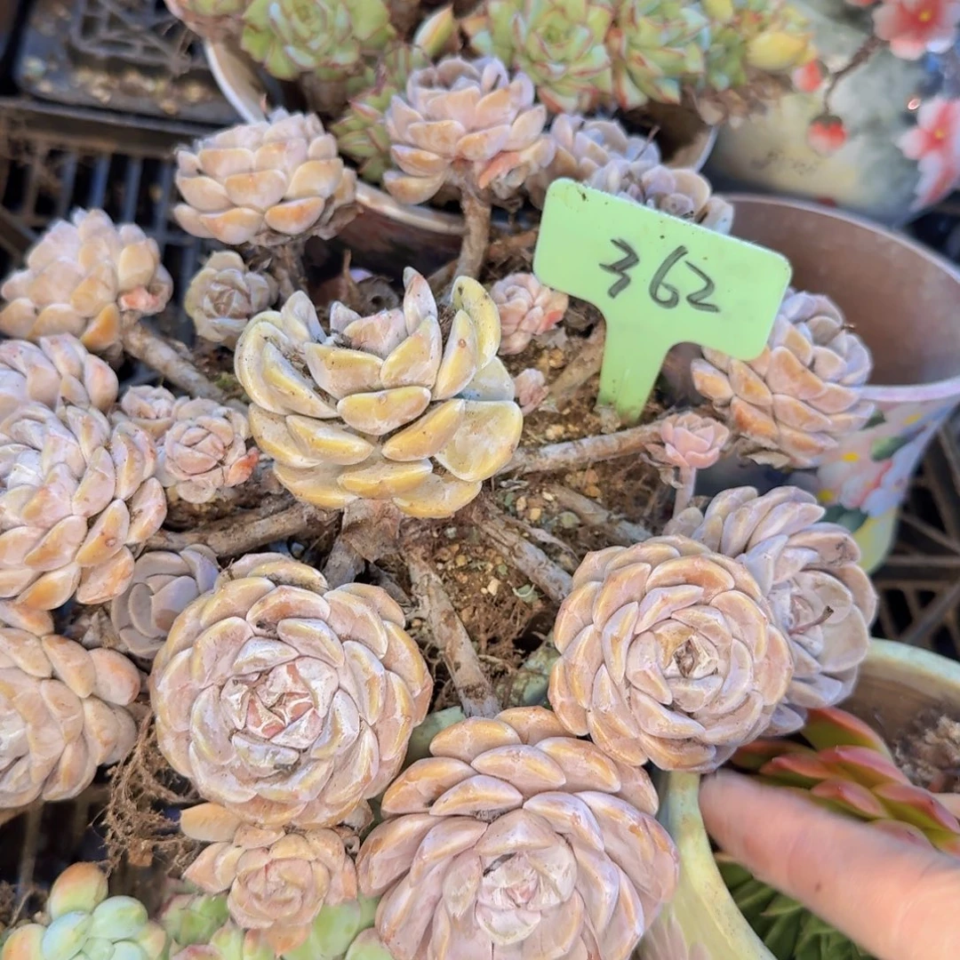 多肉植物的生长发育和生长