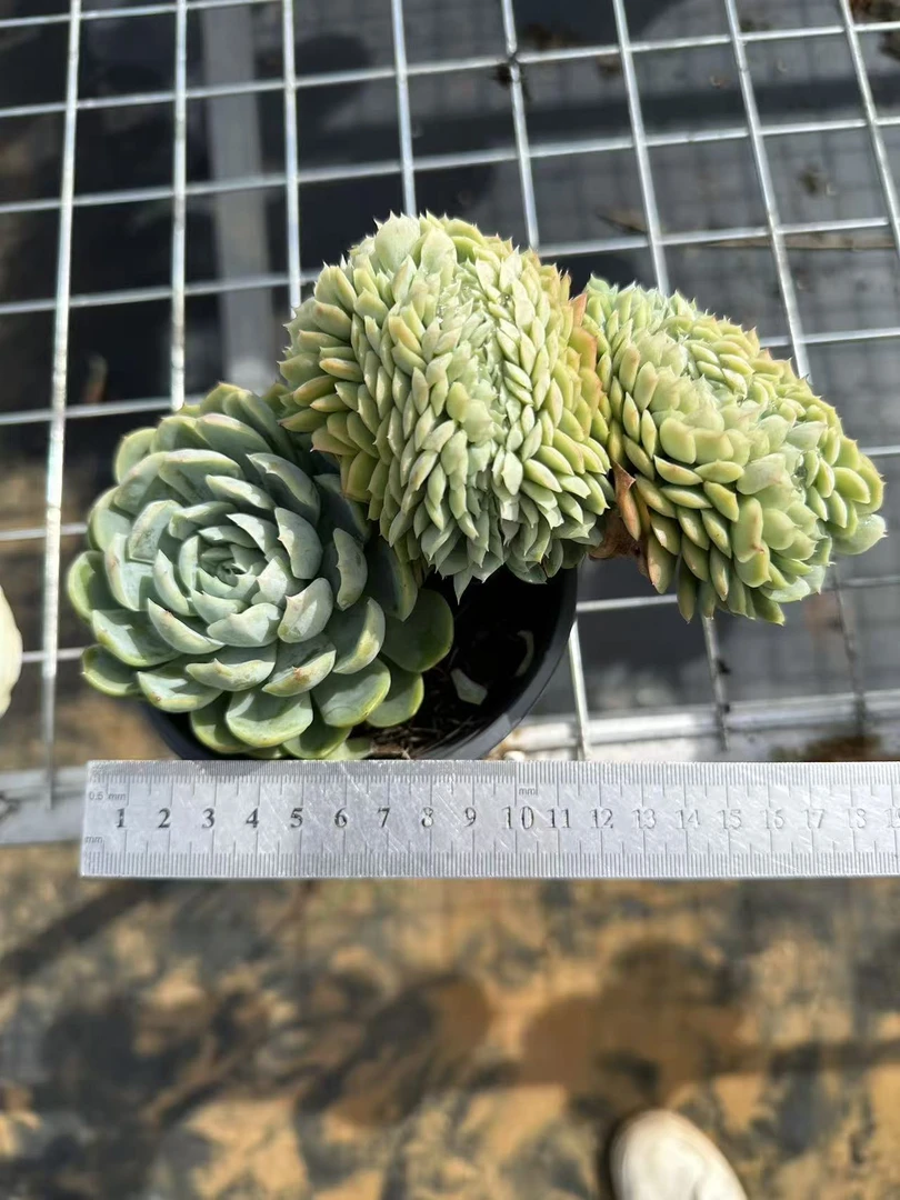 香妃缀化(一图一拍）