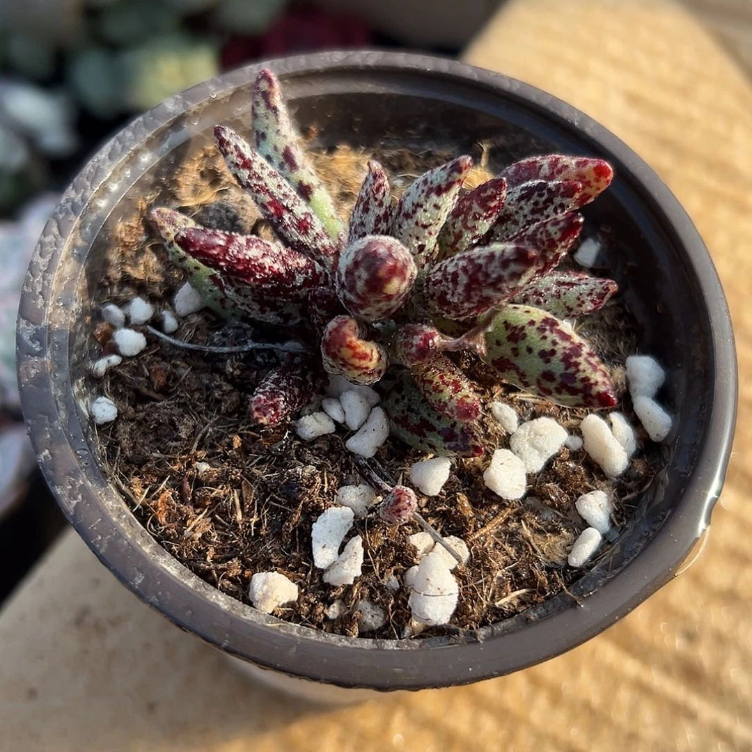 多肉植物多肉植物