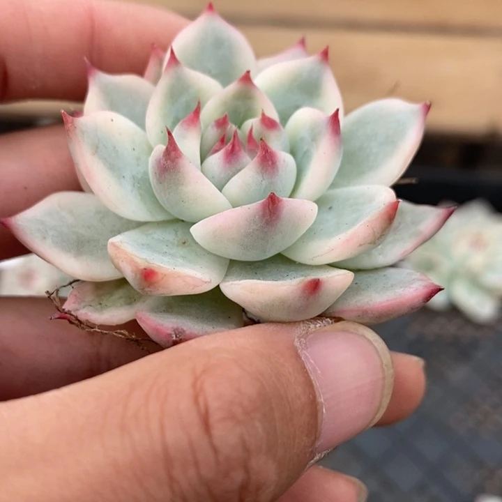 吉娃娃多肉植物A883