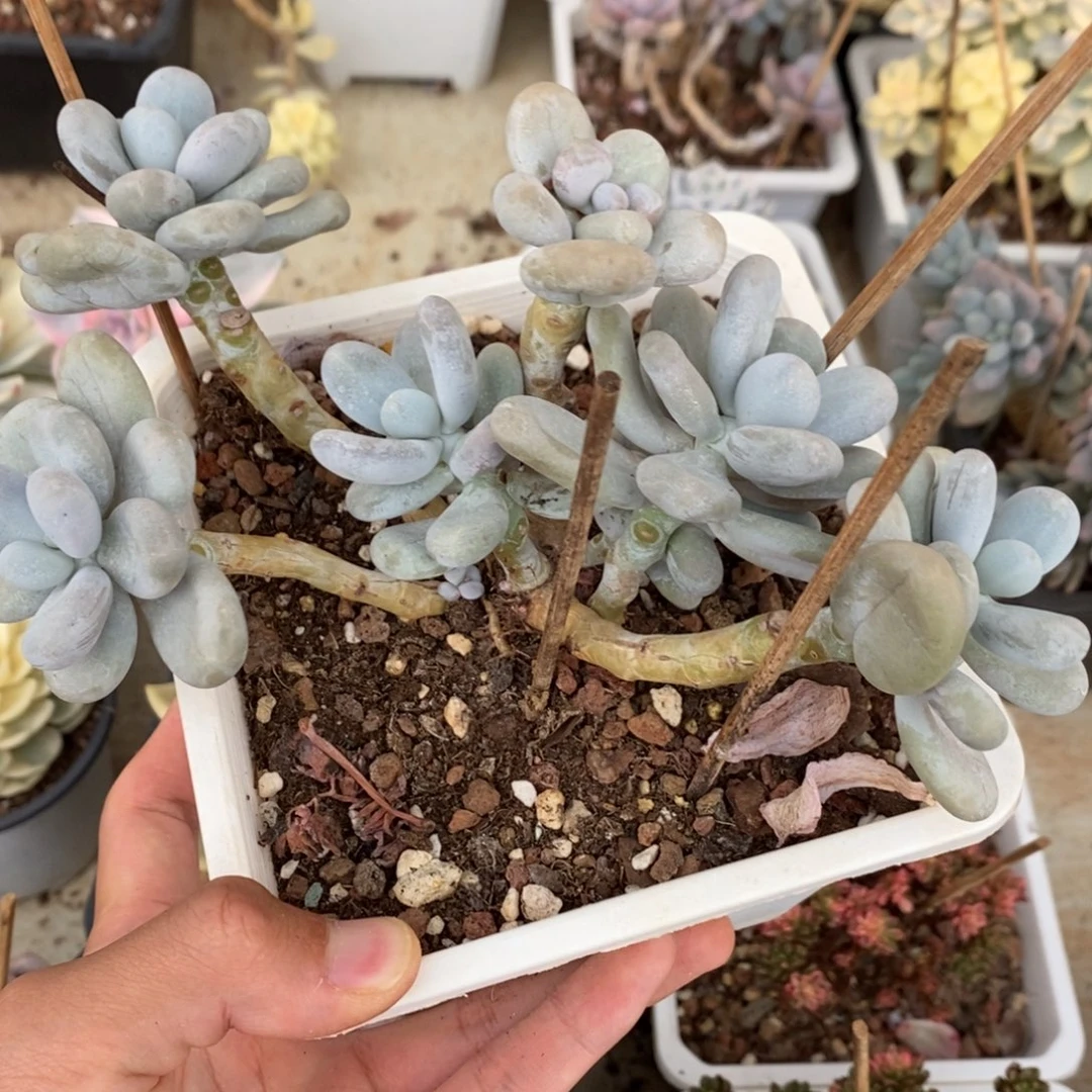 奶酪多肉植物7613