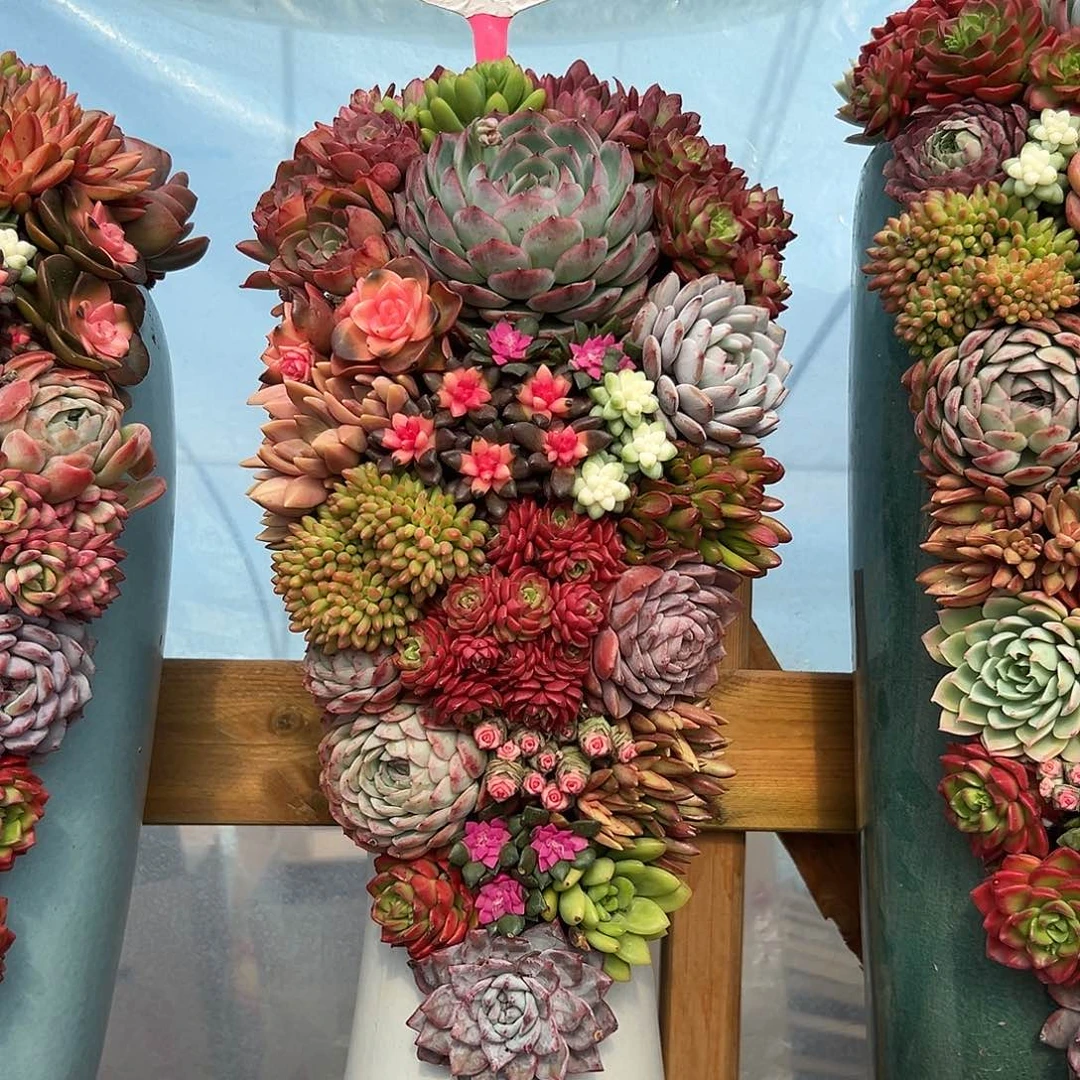 118福满堂多肉组合花园