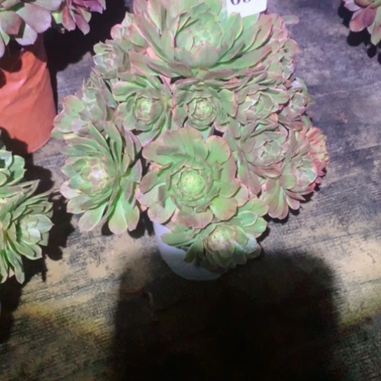 三*多肉植物组合半夏691