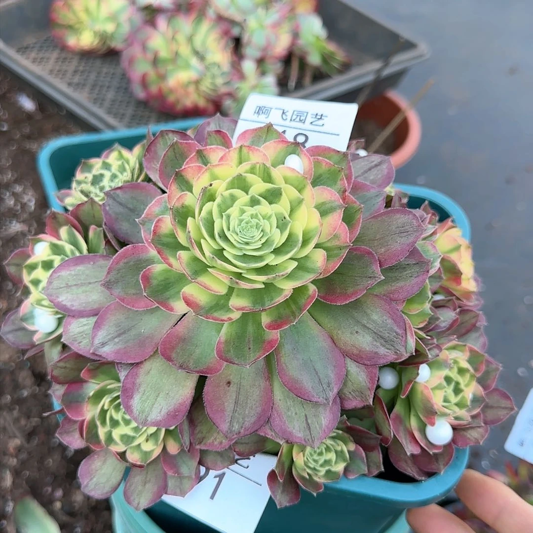 318多肉 海王法师