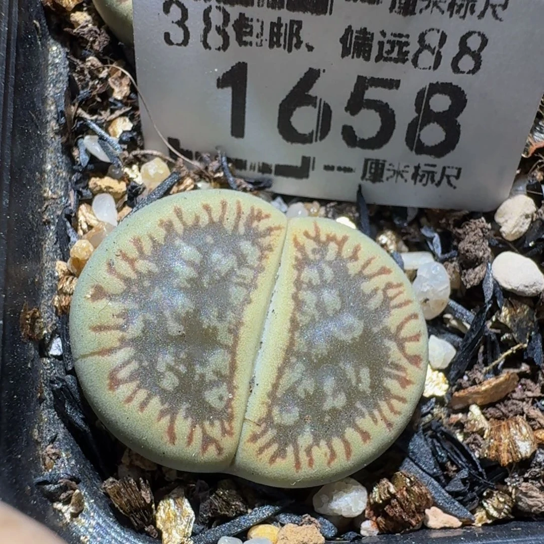 zzz生石花肉锥1658