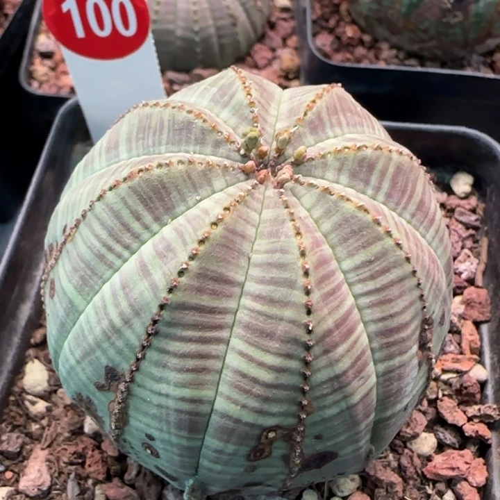 100号（欧系布纹八年老球）实生带盆（尺寸直径）-（  -）厘米