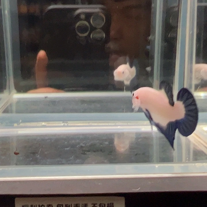 斗鱼满30包邮31日23