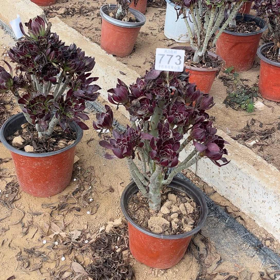 黑法师773不包断枝