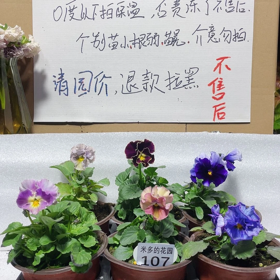 大部分花苞少量开放107