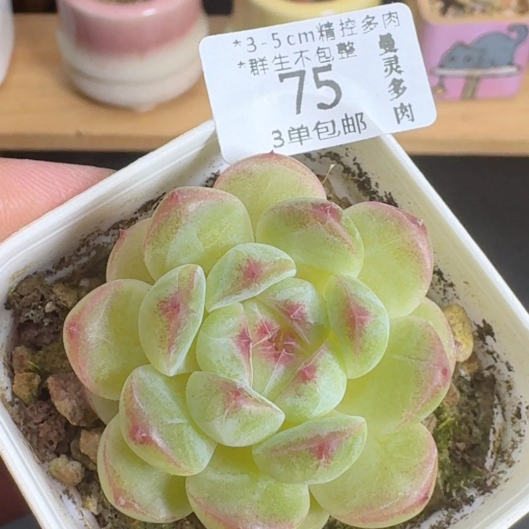 多肉一物一拍2975