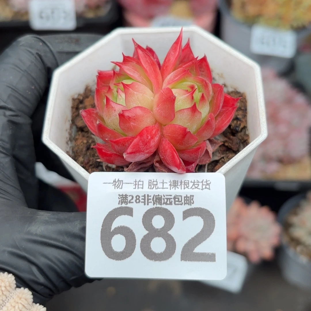 西西里无盆土发货