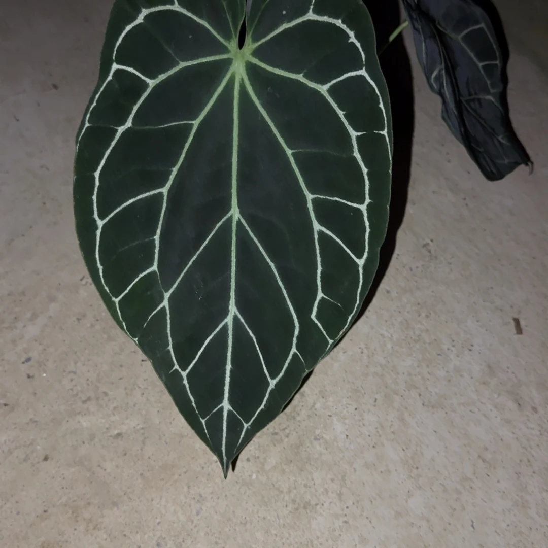 无花朵哥伦比亚黑水晶