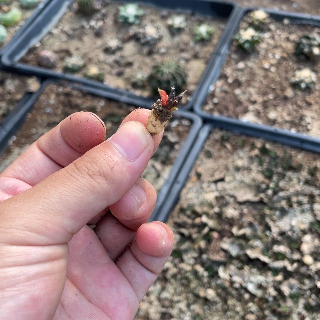 南**辙仙人球开花 实生牡丹 仙人球
