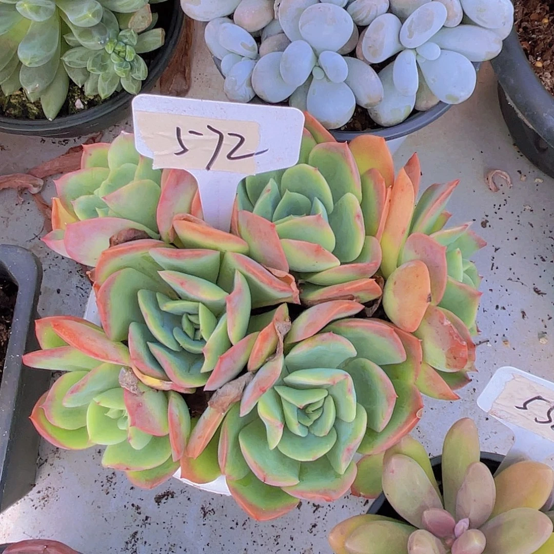 新***荣0000000000000000572