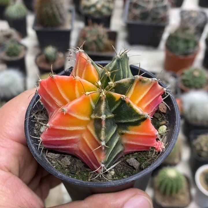 帅***砍实生肋骨锦特价福利