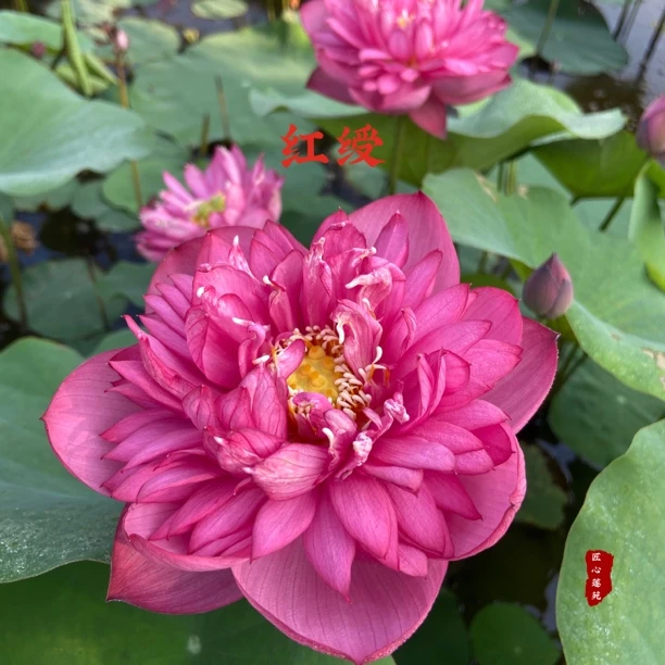 红绶【匠心莲苑】小微型碗莲 窗台阳台露台首选碗莲