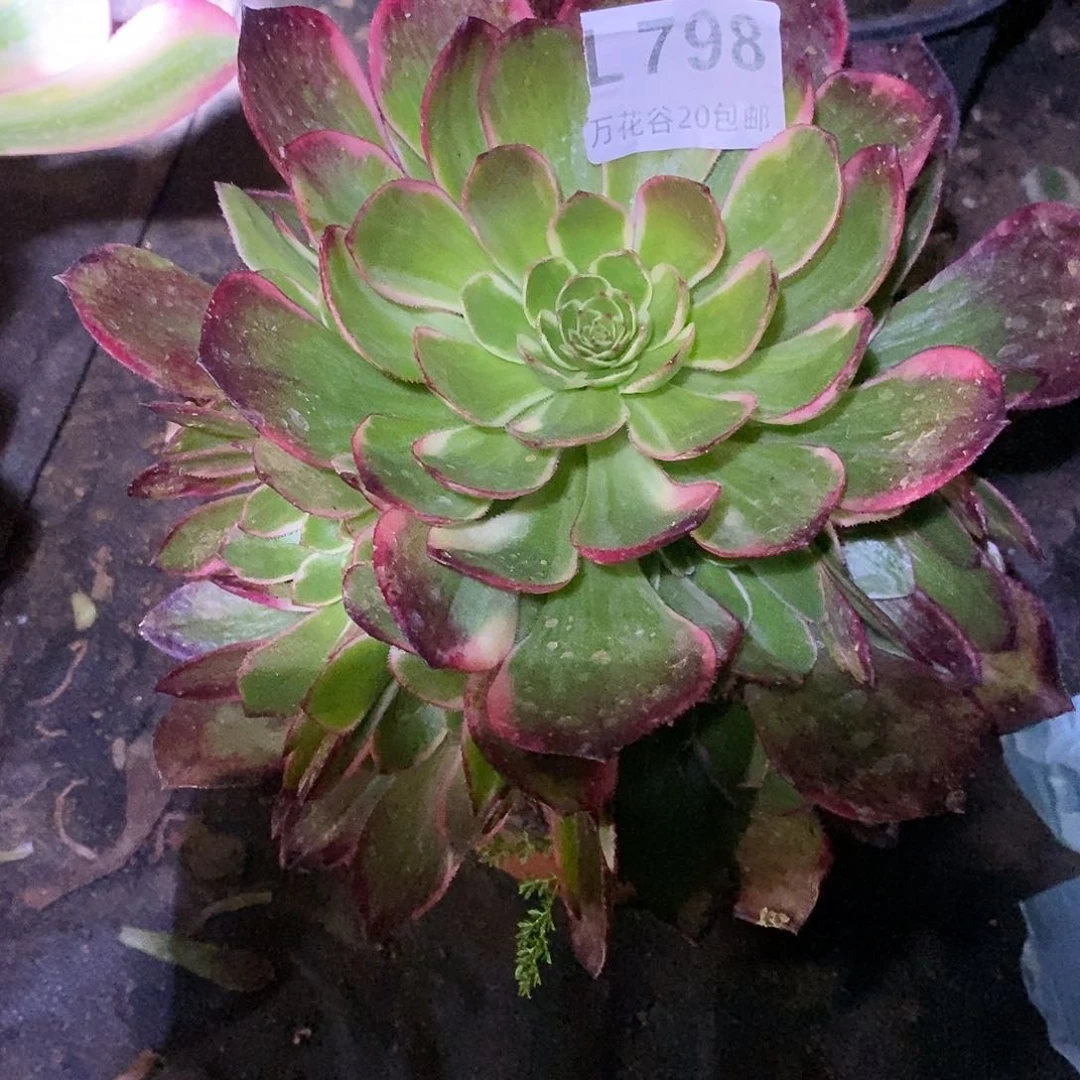 798粉女妖多肉植物