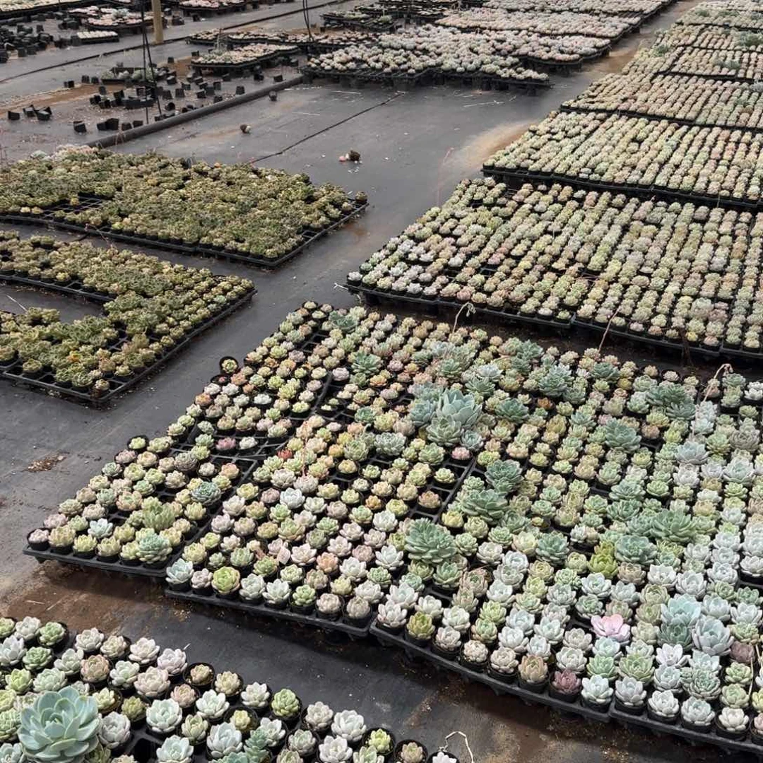 绿菜混合不挑20颗量拍