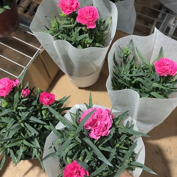 全部花苞康乃馨一盆